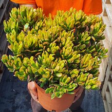 CRASSULA OVATA GOLLUM TRICOLOR, image _ab__is.image_number.default