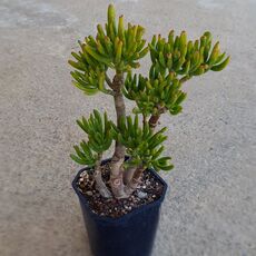 CRASSULA OVATA GOLLUM, image _ab__is.image_number.default