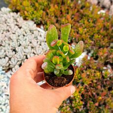 CRASSULA OVATA GOLLUM, image _ab__is.image_number.default