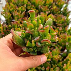 CRASSULA OVATA GOLLUM, image _ab__is.image_number.default