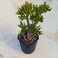 CRASSULA OVATA GOLLUM, image 