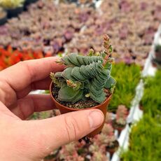 CRASSULA HEMISPHAERICA, image 