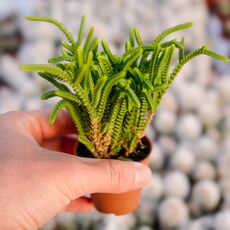 CRASSULA LYCOPODIOIDES, image 