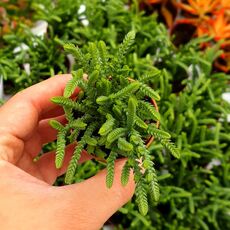 CRASSULA LYCOPODIOIDES, image , 2 image