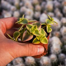 CRASSULA MARGINALIS, image 