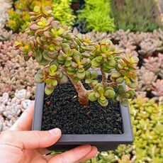 CRASSULA OVATA MINOR (BONSAI), image 