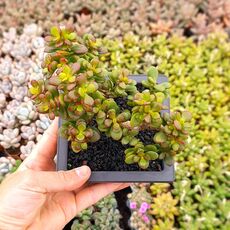 CRASSULA OVATA MINOR (BONSAI), image _ab__is.image_number.default
