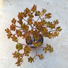 CRASSULA OVATA, image _ab__is.image_number.default