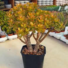 CRASSULA OVATA, image 