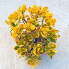 CRASSULA PORTULACEA TRICOLOR, image , 2 image