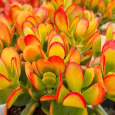 CRASSULA PORTULACEA TRICOLOR, image _ab__is.image_number.default