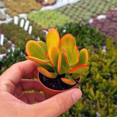 CRASSULA PORTULACEA TRICOLOR, image 
