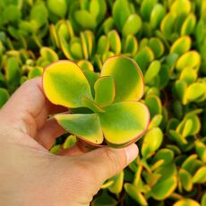 CRASSULA PORTULACEA AUREA VARIEGATA, image 