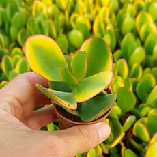 CRASSULA PORTULACEA AUREA VARIEGATA, image _ab__is.image_number.default