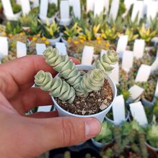 CRASSULA RUPESTRIS HOTTENTOT VARIEGATA, image 