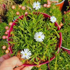 DELOSPERMA ALBA, image 