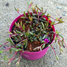 DELOSPERMA DESERT DANCERS PURPLE, image 