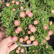 DELOSPERMA ICE CREAM SALMON, image 