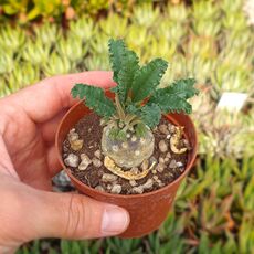 DORSTENIA FOETIDA, image 