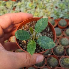 DORSTENIA LAVRANI VARIEGATA, image 