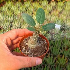 DORSTENIA LAVRANI, image 
