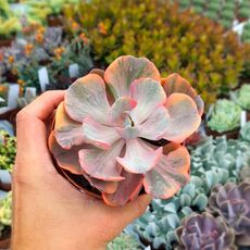 ECHEVERIA BEYONCE VARIEGATA, image _ab__is.image_number.default