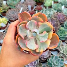 ECHEVERIA BEYONCE VARIEGATA, image _ab__is.image_number.default