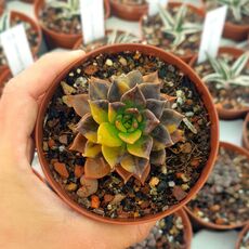 ECHEVERIA BLACK KNIGHT VARIEGATA, image 