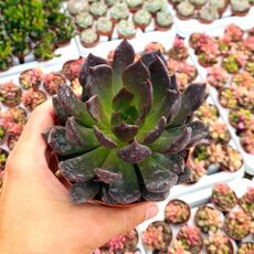 ECHEVERIA BLACK PRINCE, image 