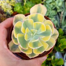 ECHEVERIA BLUE WAVES VARIEGATA, image 