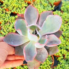 ECHEVERIA CANTE, image 