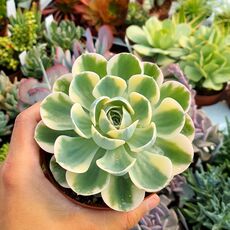 ECHEVERIA COMPTON CAROUSEL, image 