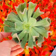 ECHEVERIA DIABLO STRENGTH, image 