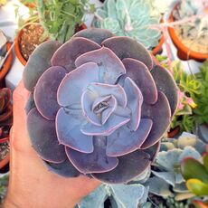 ECHEVERIA DUSTY ROSE, image 