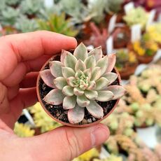 ECHEVERIA GREEN EMERALD VARIEGATA, image _ab__is.image_number.default