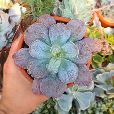 ECHEVERIA ETNA, image 