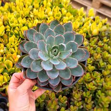 ECHEVERIA HERA, image 