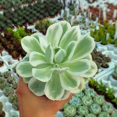 ECHEVERIA LEMON LIME VARIEGATA, image 