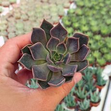 ECHEVERIA MENSA, image 