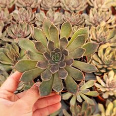 ECHEVERIA MENSA, image 