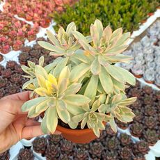 ECHEVERIA MINIBELLE VARIEGATA, image 