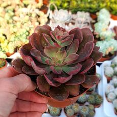 ECHEVERIA PAINTED FRILLS, image 