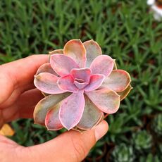ECHEVERIA PERLE VON NURNBERG RAINBOW, image 