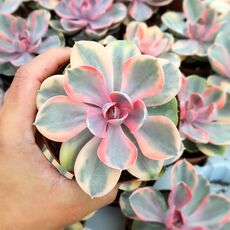 ECHEVERIA PERLE VON NURNBERG RAINBOW, image 