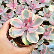 ECHEVERIA PERLE VON NURNBERG RAINBOW, image , 2 image