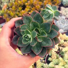 ECHEVERIA SALSA VERDE, image 