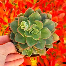 ECHEVERIA SALSA VERDE, image , 2 image