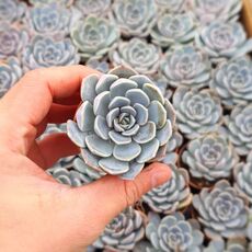 ECHEVERIA SNOW BUNNY, image 