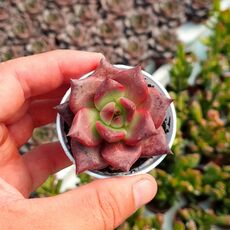 ECHEVERIA AGAVOIDES ROMEO RUBIN, image 