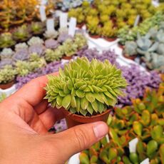 ECHEVERIA AGAVOIDES CRISTATA, image 